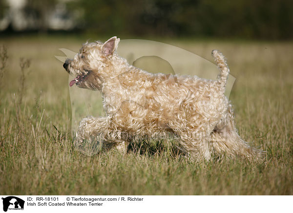 Irish Soft Coated Wheaten Terrier / Irish Soft Coated Wheaten Terrier / RR-18101