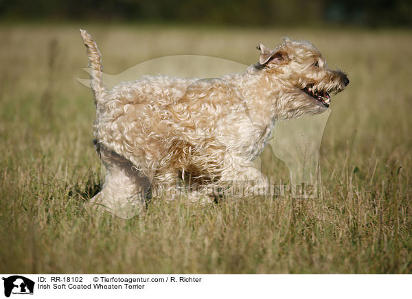 Irish Soft Coated Wheaten Terrier / Irish Soft Coated Wheaten Terrier / RR-18102
