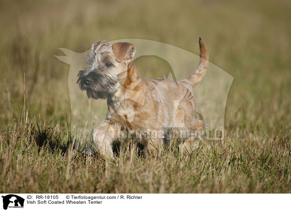 Irish Soft Coated Wheaten Terrier / Irish Soft Coated Wheaten Terrier / RR-18105