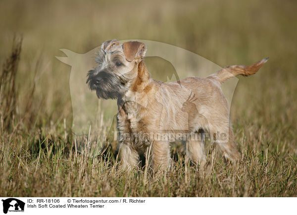 Irish Soft Coated Wheaten Terrier / Irish Soft Coated Wheaten Terrier / RR-18106