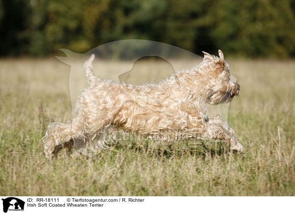 Irish Soft Coated Wheaten Terrier / Irish Soft Coated Wheaten Terrier / RR-18111