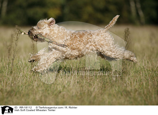 Irish Soft Coated Wheaten Terrier / Irish Soft Coated Wheaten Terrier / RR-18112