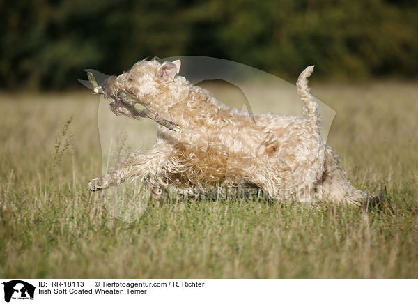 Irish Soft Coated Wheaten Terrier / Irish Soft Coated Wheaten Terrier / RR-18113