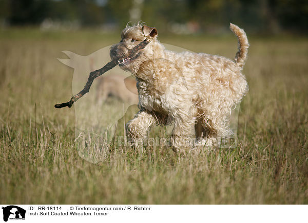 Irish Soft Coated Wheaten Terrier / Irish Soft Coated Wheaten Terrier / RR-18114