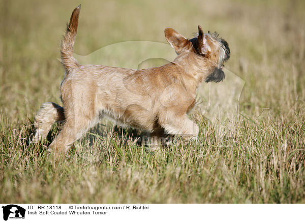 Irish Soft Coated Wheaten Terrier / Irish Soft Coated Wheaten Terrier / RR-18118