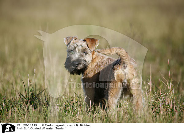 Irish Soft Coated Wheaten Terrier / Irish Soft Coated Wheaten Terrier / RR-18119