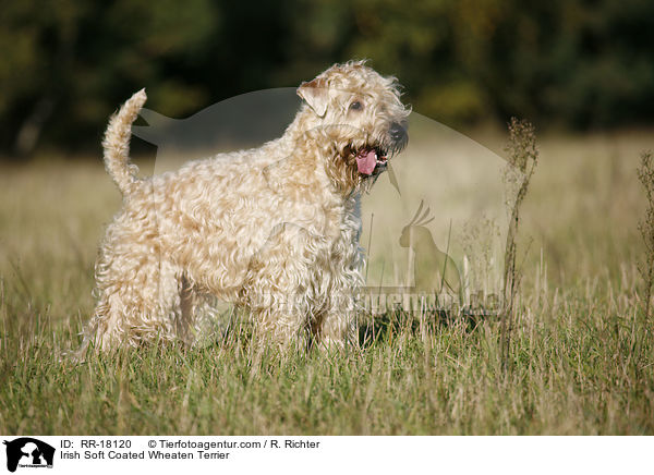Irish Soft Coated Wheaten Terrier / Irish Soft Coated Wheaten Terrier / RR-18120