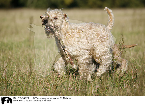 Irish Soft Coated Wheaten Terrier / Irish Soft Coated Wheaten Terrier / RR-18124