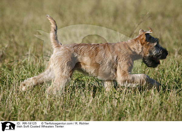 Irish Soft Coated Wheaten Terrier / Irish Soft Coated Wheaten Terrier / RR-18125