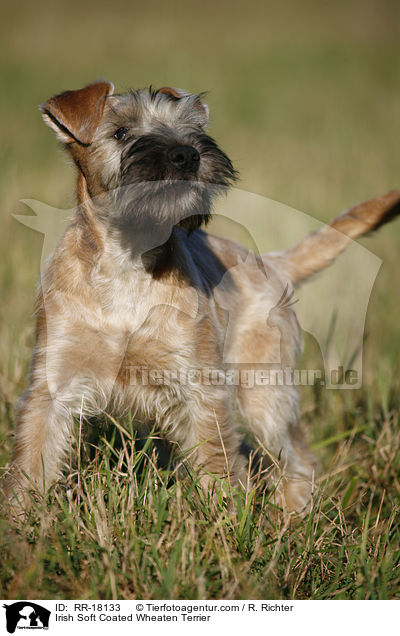 Irish Soft Coated Wheaten Terrier / Irish Soft Coated Wheaten Terrier / RR-18133