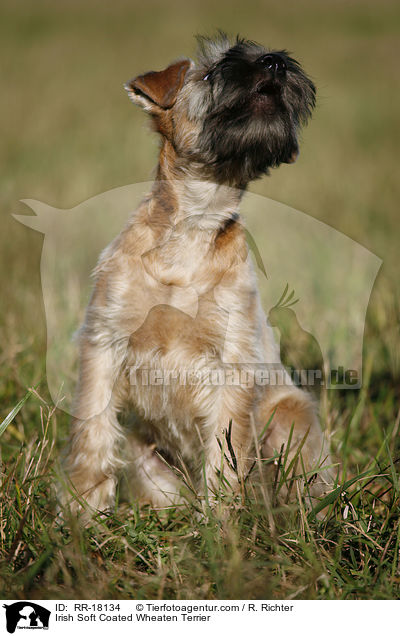 Irish Soft Coated Wheaten Terrier / Irish Soft Coated Wheaten Terrier / RR-18134