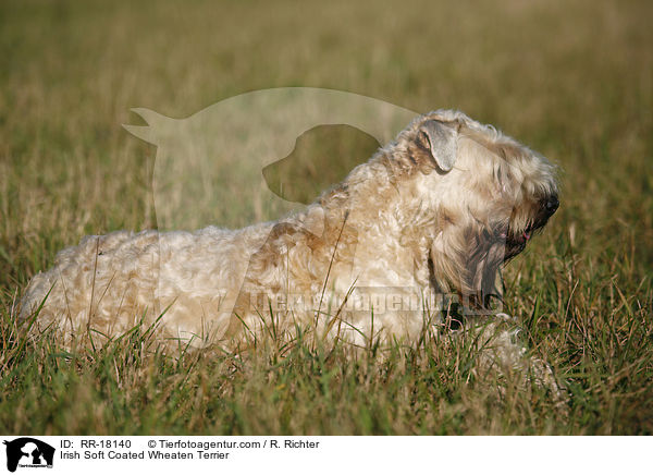 Irish Soft Coated Wheaten Terrier / Irish Soft Coated Wheaten Terrier / RR-18140