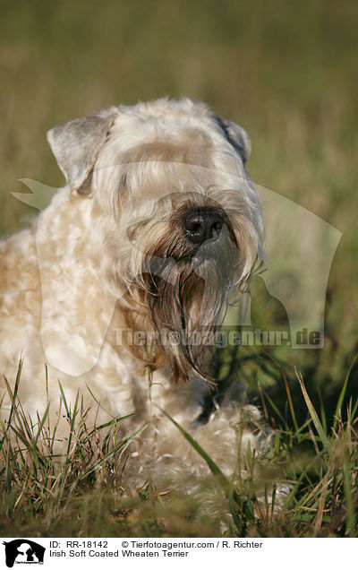 Irish Soft Coated Wheaten Terrier / Irish Soft Coated Wheaten Terrier / RR-18142