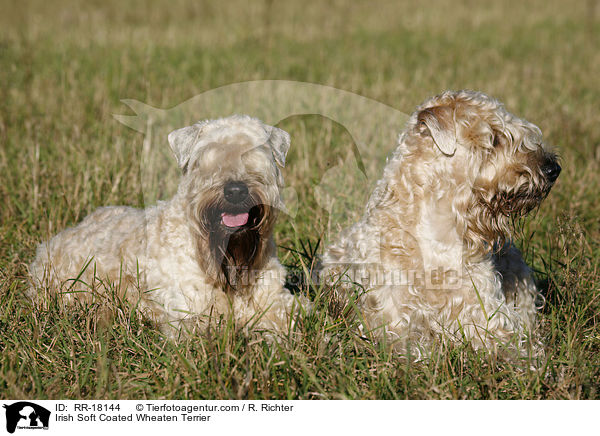 Irish Soft Coated Wheaten Terrier / Irish Soft Coated Wheaten Terrier / RR-18144