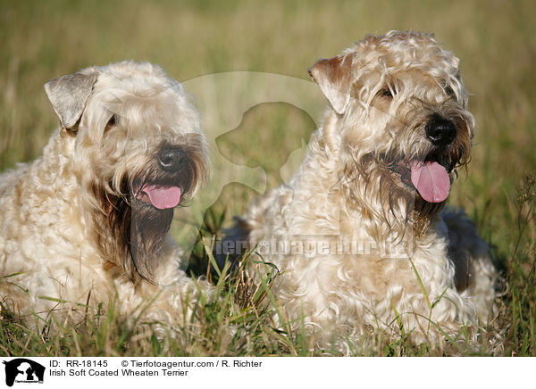 Irish Soft Coated Wheaten Terrier / Irish Soft Coated Wheaten Terrier / RR-18145