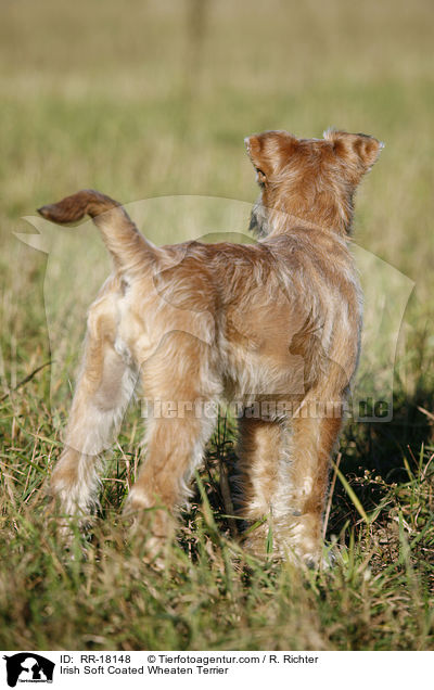 Irish Soft Coated Wheaten Terrier / Irish Soft Coated Wheaten Terrier / RR-18148