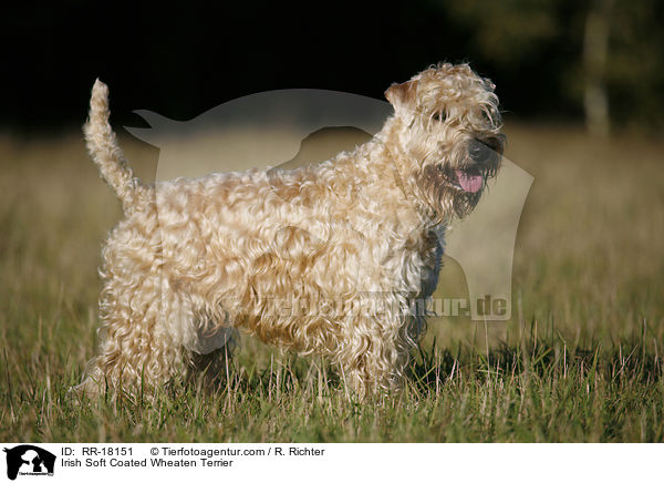 Irish Soft Coated Wheaten Terrier / Irish Soft Coated Wheaten Terrier / RR-18151