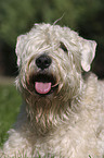 Irish Soft Coated Wheaten Terrier Portrait