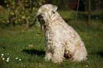 Irish Soft Coated Wheaten Terrier