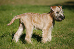 Irish Soft Coated Wheaten Terrier