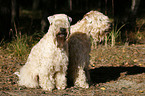 Irish Soft Coated Wheaten Terrier