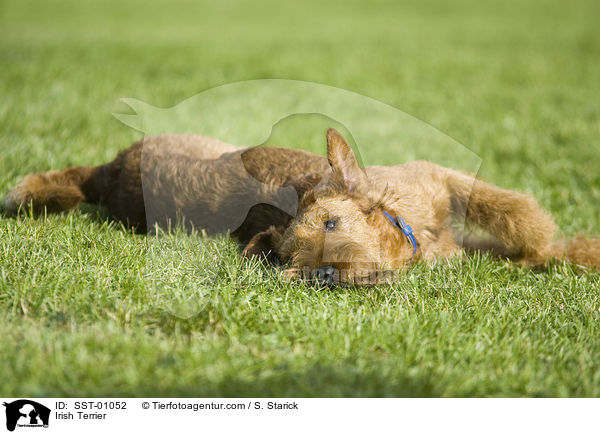 Irischer Terrier / Irish Terrier / SST-01052