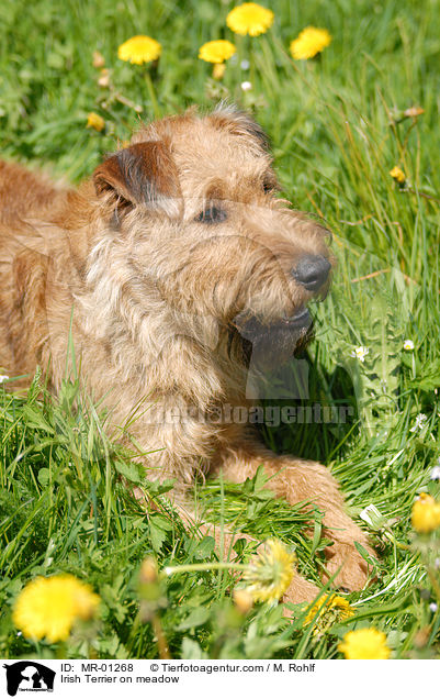 Irish Terrier on meadow / MR-01268