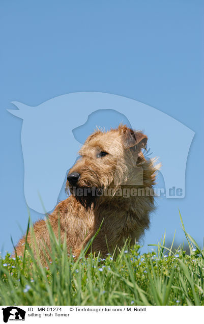 sitting Irish Terrier / MR-01274