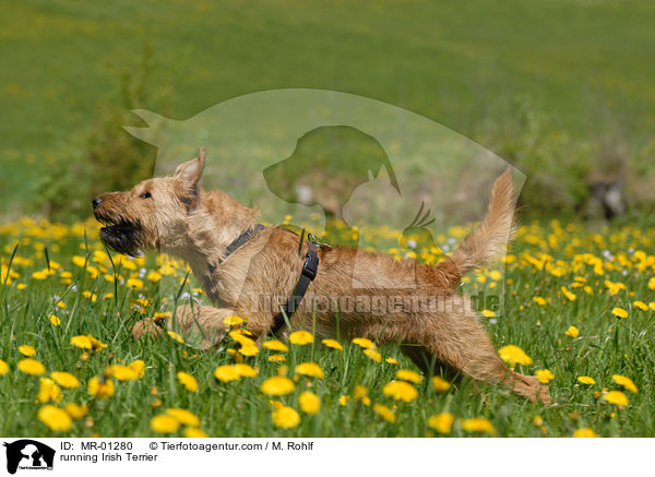 rennender Irish Terrier / running Irish Terrier / MR-01280