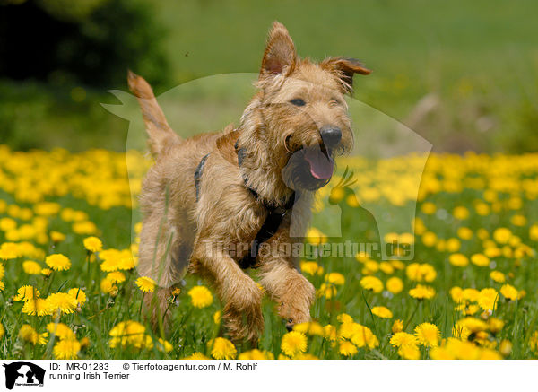 rennender Irish Terrier / running Irish Terrier / MR-01283