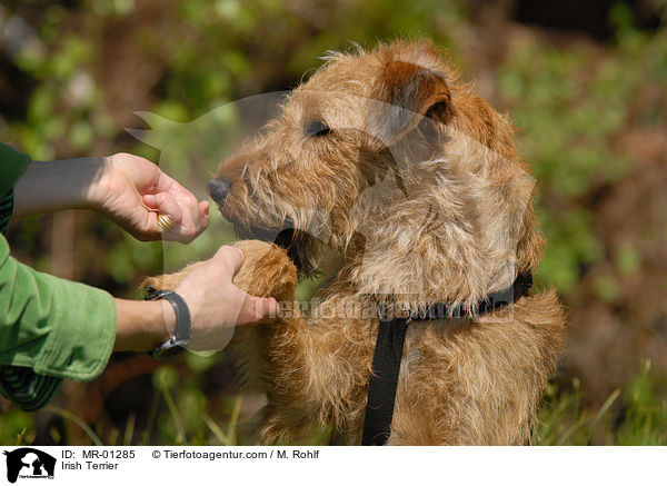 Irish Terrier / Irish Terrier / MR-01285