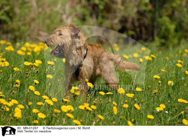 Irish Terrier auf Wiese / Irish Terrier on meadow / MR-01287