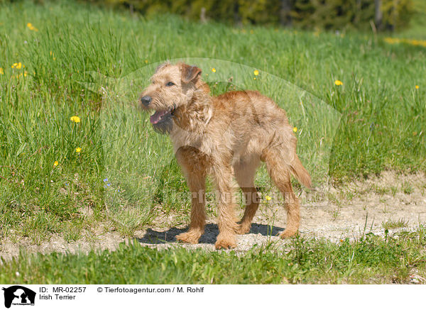 Irischer Terrier / Irish Terrier / MR-02257