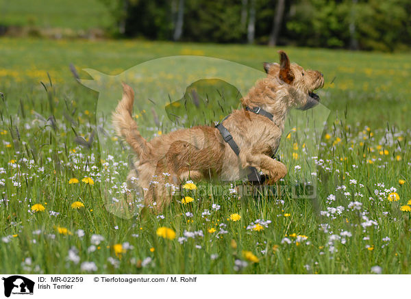 Irischer Terrier / Irish Terrier / MR-02259