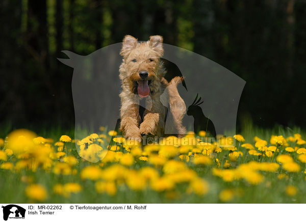 Irish Terrier / MR-02262
