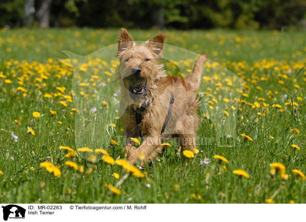 Irish Terrier / MR-02263