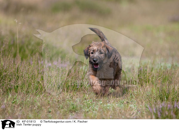 Irischer Terrier Welpe / Irish Terrier puppy / KF-01813