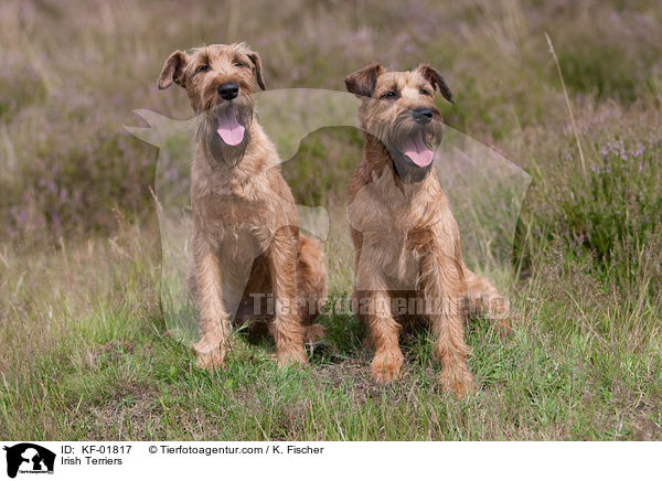 Irish Terriers / KF-01817