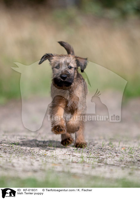 Irischer Terrier Welpe / Irish Terrier puppy / KF-01831