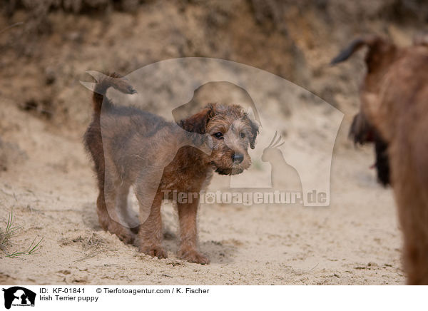 Irischer Terrier Welpe / Irish Terrier puppy / KF-01841