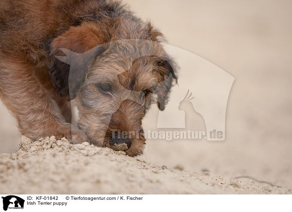 Irischer Terrier Welpe / Irish Terrier puppy / KF-01842