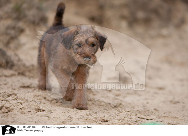Irischer Terrier Welpe / Irish Terrier puppy / KF-01843