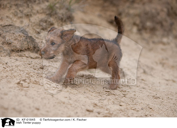 Irischer Terrier Welpe / Irish Terrier puppy / KF-01845