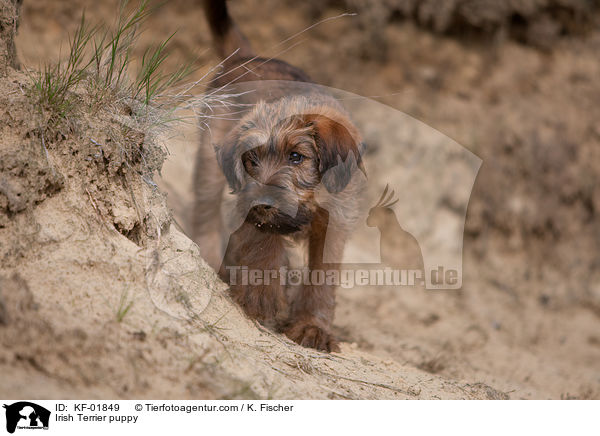 Irischer Terrier Welpe / Irish Terrier puppy / KF-01849