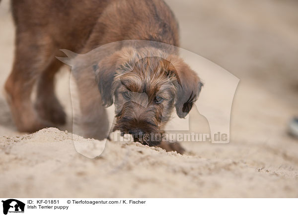 Irischer Terrier Welpe / Irish Terrier puppy / KF-01851