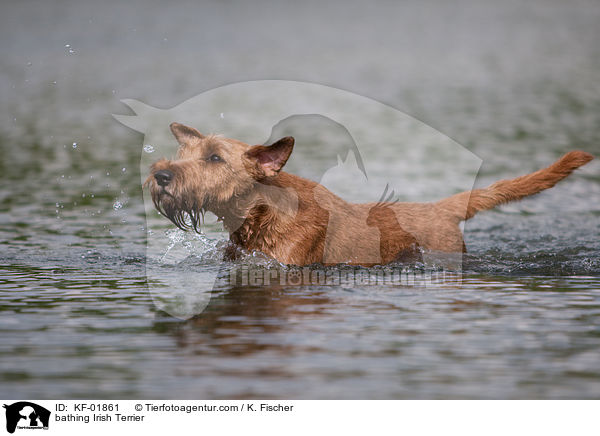 badender Irischer Terrier / bathing Irish Terrier / KF-01861