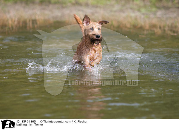 badender Irischer Terrier / bathing Irish Terrier / KF-01865