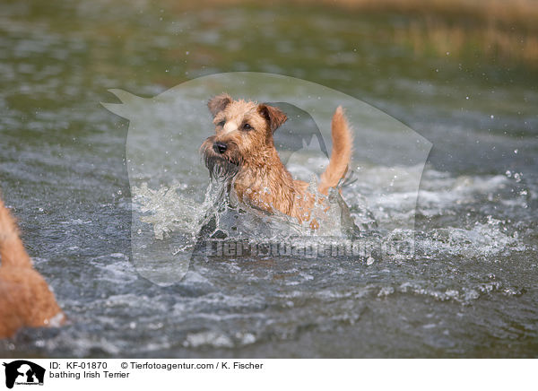 badender Irischer Terrier / bathing Irish Terrier / KF-01870