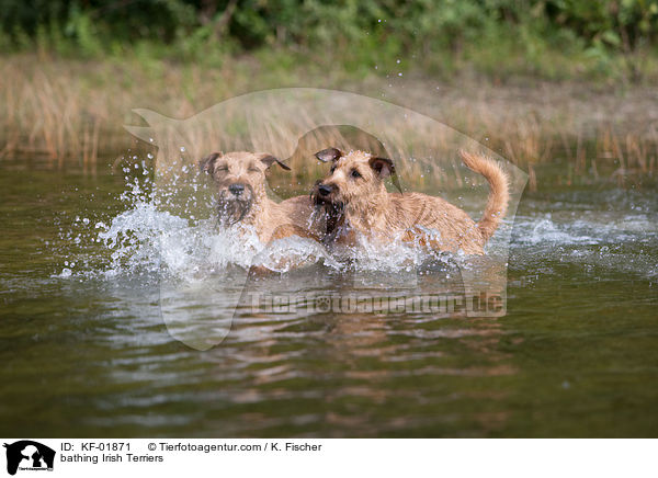 badende Irischer Terrier / bathing Irish Terriers / KF-01871