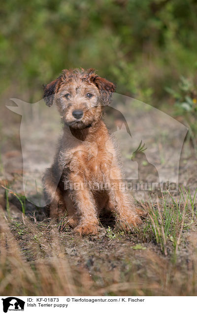 Irischer Terrier Welpe / Irish Terrier puppy / KF-01873